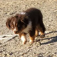 ...SHINER #2, a male Toy Australian Shepherd for sale in Lancaster, CA – Photo 2 of 10