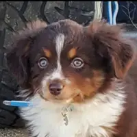 ...SHINER #2, a male Toy Australian Shepherd for sale in Lancaster, CA – Photo 1 of 10