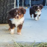 ...SHINER #2, a male Toy Australian Shepherd for sale in Lancaster, CA – Photo 10 of 10