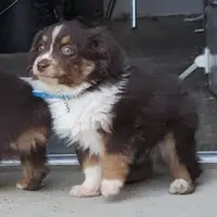 ...SHINER #2, a male Toy Australian Shepherd for sale in Lancaster, CA – Photo 6 of 10