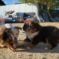 ...SHINER #2, a male Toy Australian Shepherd for sale in Lancaster, CA – Photo 8 of 10