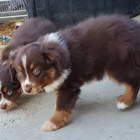 ...SHINER #2, a male Toy Australian Shepherd for sale in Lancaster, CA – Photo 9 of 10