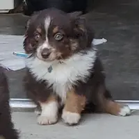 ...SHINER #2, a male Toy Australian Shepherd for sale in Lancaster, CA – Photo 3 of 10
