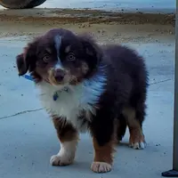 ...SHINER #2, a male Toy Australian Shepherd for sale in Lancaster, CA – Photo 7 of 10