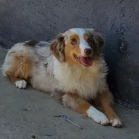 ...SAGE, a male Toy Australian Shepherd for sale in Lancaster, CA – Photo 3 of 4