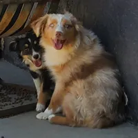 ...SAGE, a male Toy Australian Shepherd for sale in Lancaster, CA – Photo 2 of 4