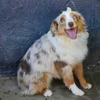 ...SAGE, a male Toy Australian Shepherd for sale in Lancaster, CA – Photo 4 of 4
