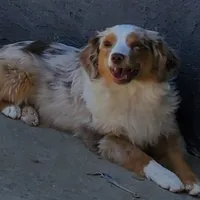 ...SAGE, a male Toy Australian Shepherd for sale in Lancaster, CA – Photo 1 of 4