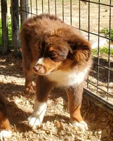 SHINER #2..., a male Toy Australian Shepherd for sale in Lancaster, CA – 2 of 9