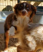 ...SHINER BOY#1..., a male Toy Australian Shepherd for sale in Lancaster, CA – 3 of 4