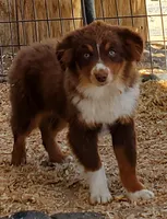 SHINER #2..., a male Toy Australian Shepherd for sale in Lancaster, CA – 4 of 9