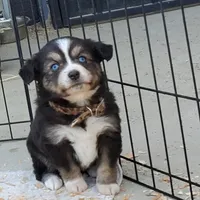 ...HULU FEM, a female Toy Australian Shepherd for sale in Lancaster, CA – Photo 4 of 10