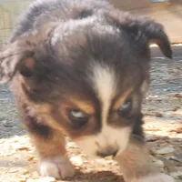 ...HULU FEM, a female Toy Australian Shepherd for sale in Lancaster, CA – Photo 8 of 10