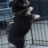 ...HULU FEM, a female Toy Australian Shepherd for sale in Lancaster, CA – Photo 5 of 10