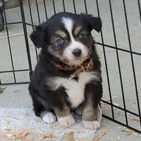 ...HULU FEM, a female Toy Australian Shepherd for sale in Lancaster, CA – Photo 6 of 10