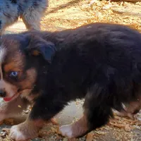 ...HULU FEM, a female Toy Australian Shepherd for sale in Lancaster, CA – Photo 10 of 10