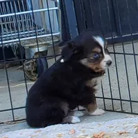 ...HULU FEM, a female Toy Australian Shepherd for sale in Lancaster, CA – Photo 3 of 10