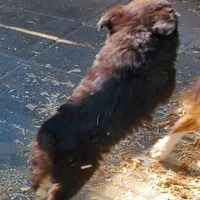 ...HULU FEM, a female Toy Australian Shepherd for sale in Lancaster, CA – Photo 9 of 10