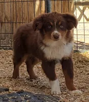 SHINER #2..., a male Toy Australian Shepherd for sale in Lancaster, CA – 3 of 9