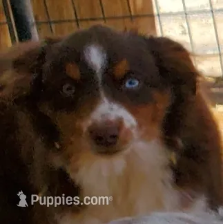 ...SHINER BOY#1... – Toy Australian Shepherd puppy for sale in Lancaster, CA