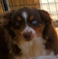 ...SHINER BOY#1..., a male Toy Australian Shepherd for sale in Lancaster, CA – 1 of 4