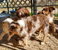 ...SHINER BOY#1..., a male Toy Australian Shepherd for sale in Lancaster, CA – 4 of 4