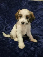 Fred, a male Havanese for sale in Kingston, PA – 1 of 1