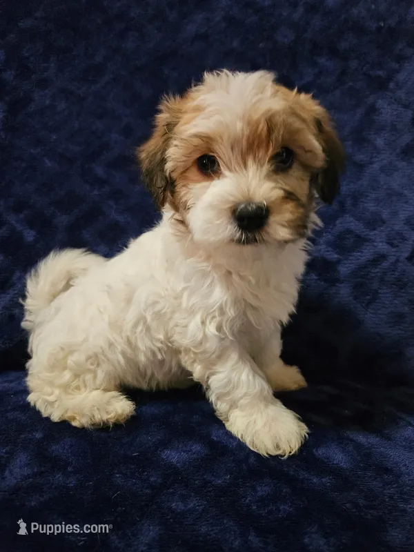 George – Havanese puppy for sale in Kingston, PA