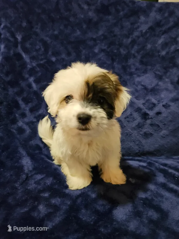 Squigly – Havanese puppy for sale in Kingston, PA