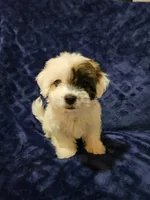 Squigly, a female Havanese for sale in Kingston, PA – 1 of 1