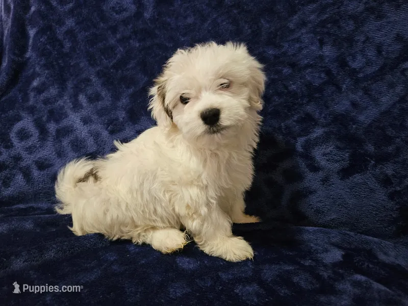 Gus Gus – Havanese puppy for sale in Kingston, PA