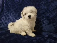 Gus Gus, a male Havanese for sale in Kingston, PA – 1 of 1