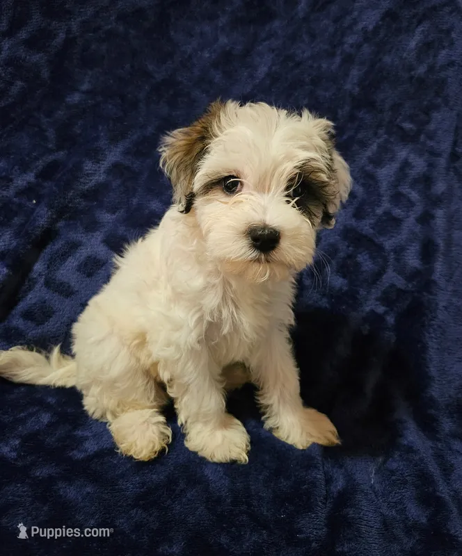 Mary – Havanese puppy for sale in Kingston, PA