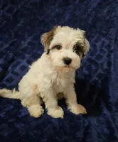 Mary, a female Havanese for sale in Kingston, PA – 1 of 1