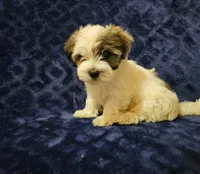 Minnie, a female Havanese for sale in Kingston, PA – 1 of 1