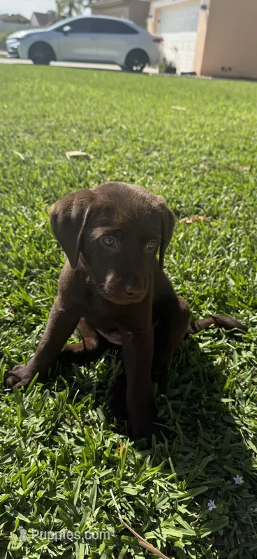 Rosalina  – Labrador Retriever puppy for sale in Boca Raton, FL