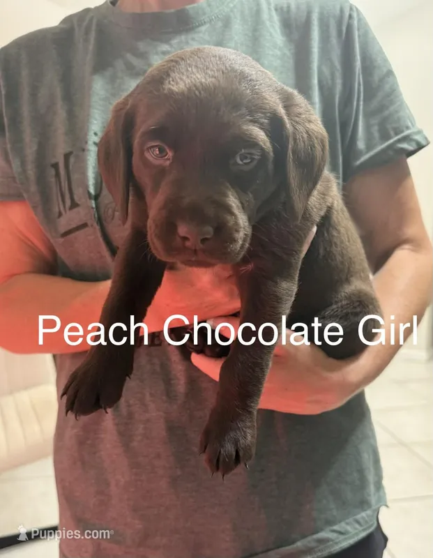 Peaches – Labrador Retriever puppy for sale in Boca Raton, FL