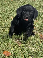 Daisy, a female Labrador Retriever for sale in Boca Raton, FL – Photo 2 of 2