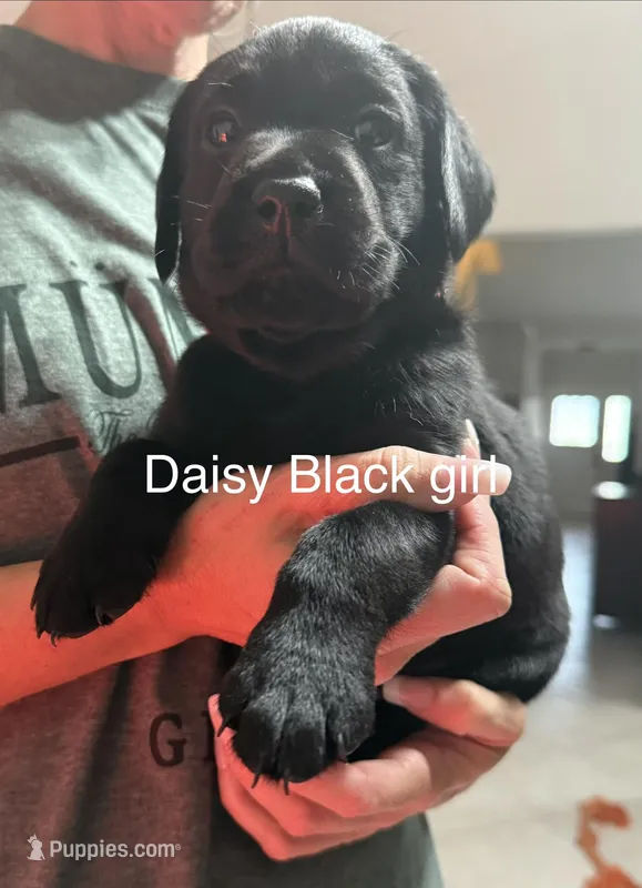 Daisy – Labrador Retriever puppy for sale in Boca Raton, FL