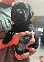 Daisy, a female Labrador Retriever for sale in Boca Raton, FL – Photo 1 of 2