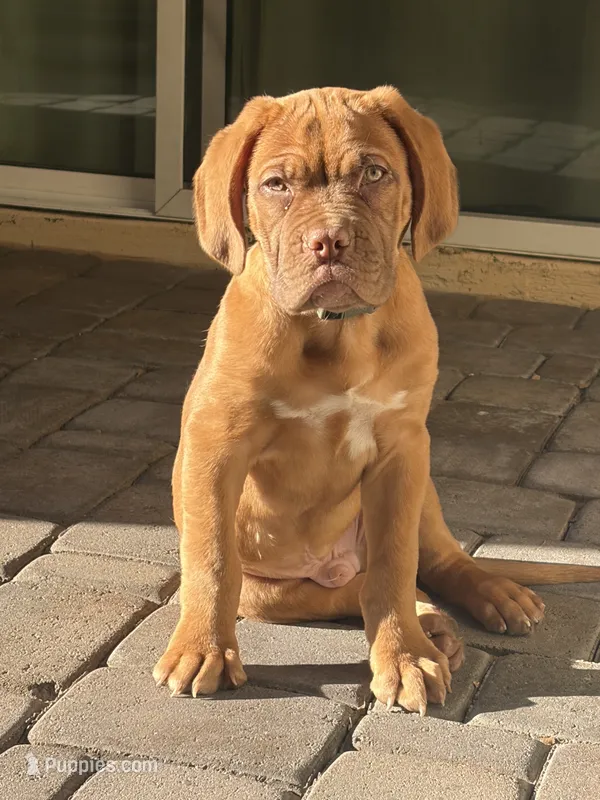 Arlo – Dogue de Bordeaux puppy for sale in Gilbert, AZ