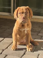 Arlo, a male Dogue de Bordeaux for sale in Gilbert, AZ – 1 of 5