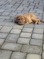 Arlo, a male Dogue de Bordeaux for sale in Gilbert, AZ – 4 of 5