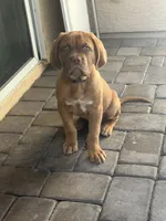 Arlo, a male Dogue de Bordeaux for sale in Gilbert, AZ – 3 of 5