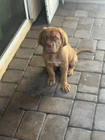 Arlo, a male Dogue de Bordeaux for sale in Gilbert, AZ – 5 of 5