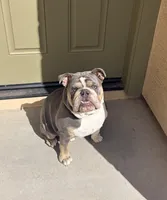 Rowlf , a male English Bulldog for sale in Gilbert, AZ – Photo 1 of 5