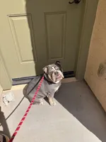 Rowlf , a male English Bulldog for sale in Gilbert, AZ – Photo 3 of 5