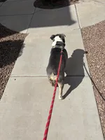 Rowlf , a male English Bulldog for sale in Gilbert, AZ – Photo 5 of 5