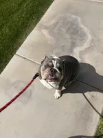 Rowlf , a male English Bulldog for sale in Gilbert, AZ – Photo 4 of 5