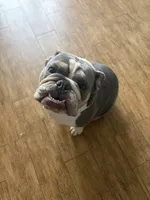 Rowlf , a male English Bulldog for sale in Gilbert, AZ – Photo 2 of 5